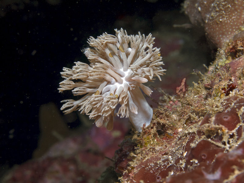 Soft Coral, La Laguna Point